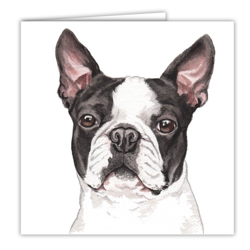 Boston terrier dog card - terrier,