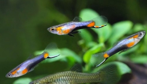 French blue star endler 2m - french, (2m