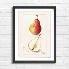 Wilder Early Pear Fruit