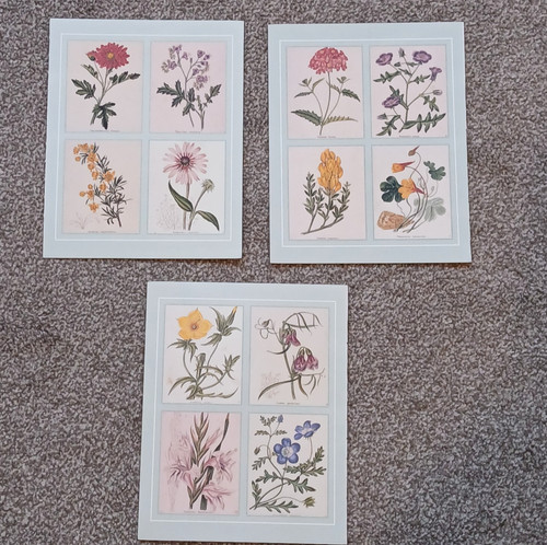 Set garden flowers - set, of