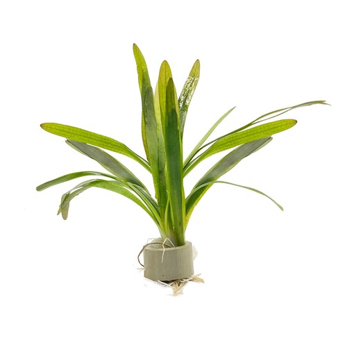 Sagittaria platyphylla