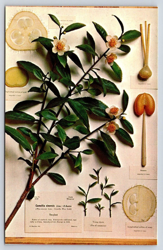 Camellia sinensis glass model - camellia,