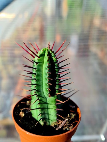Euphorbia enopla the - |,