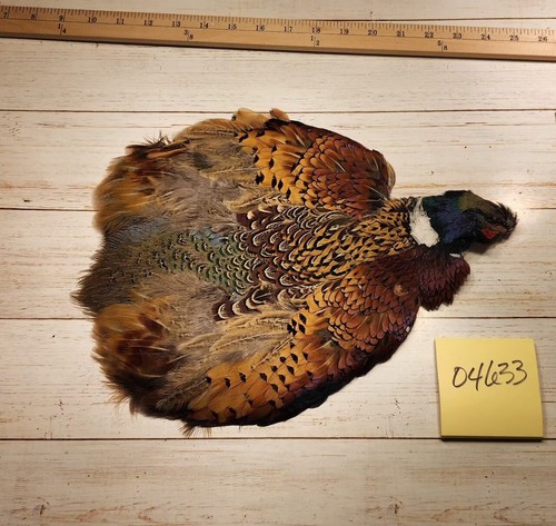 Ringneck pheasant pelt - pheasant, no