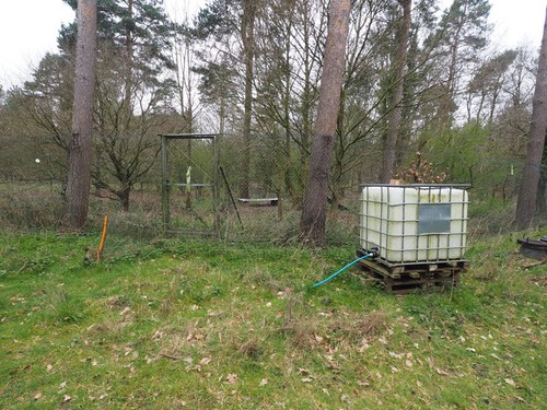 Photo 6x4 pheasant - pheasant, rearing