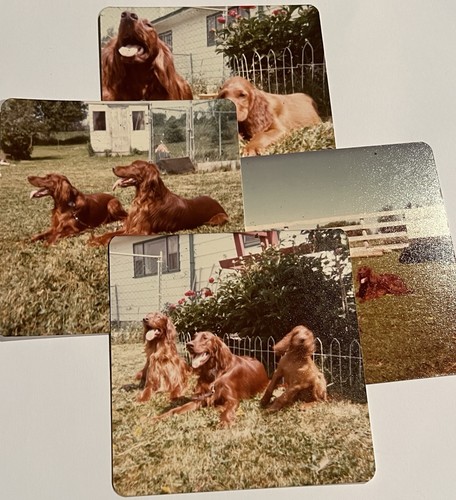 Irish setter dogs - irish,