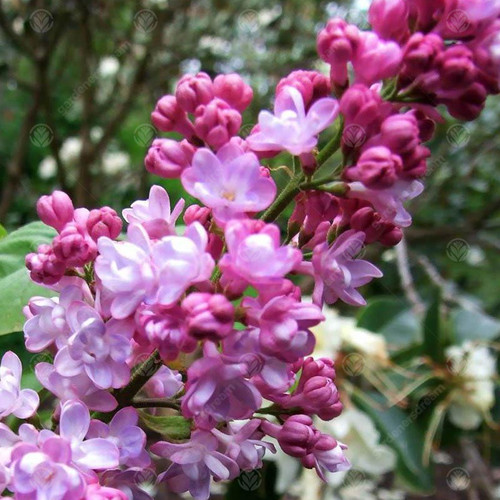 Syringa vulgaris belle - syringa, 'belle
