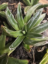 Agave Victoria Regina