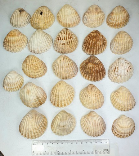 Natural spiny cockle shell - natural,