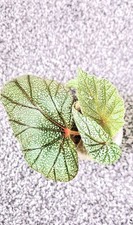 Begonia Sinbad Rooted  young plant