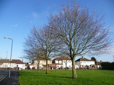Photo A2 Green space next to Hudson Road Bexley At daffodil time this sm c2014