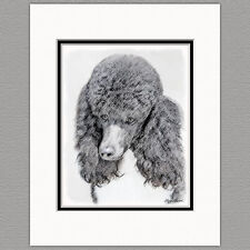 Standard Poodle Parti Black