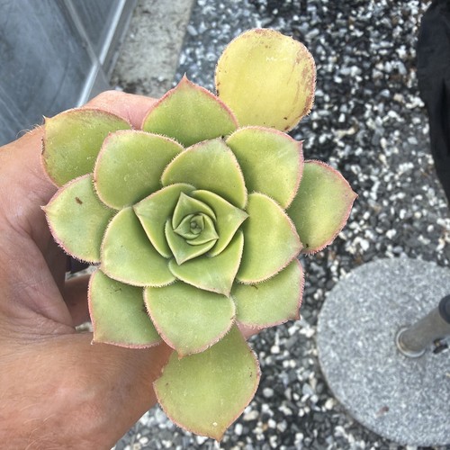 Aeonium urbigum meriodonald - urbigum,