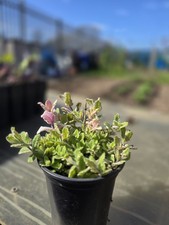 Pinapple Mint 9cm Established