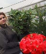 Rhododendron Vulcan Flame Red 4.5 Litre Pot Garden Plant Established Shrub