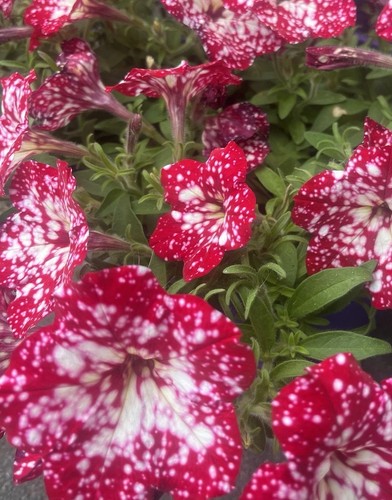 Petunia seeds - seeds, sky)