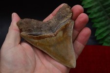 STUNNING! 4.3"  GENUINE  MEGALODON SHARK TOOTH, BEST VALUE MEGS ,U.K #R14