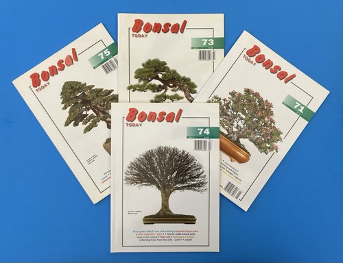 Vintage lot bonsai - bonsai, today