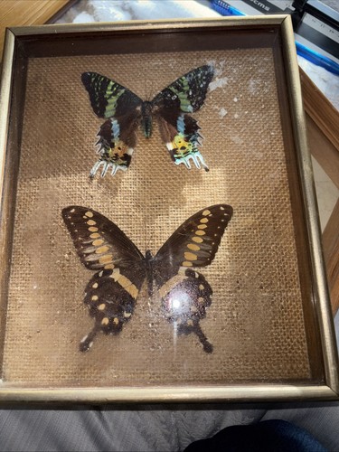 Two vintage butterflies - ,
