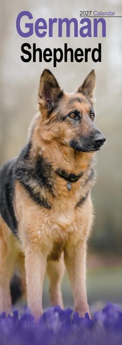 German shepherd slim 2027 - german,