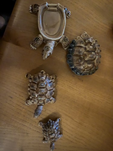 Wade tortoise family mother - tortoise,