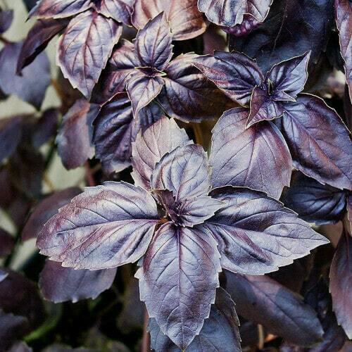 Basil dark opal - basil,