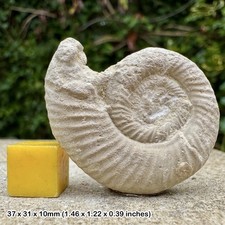 Perisphinctes bernensis Fossil