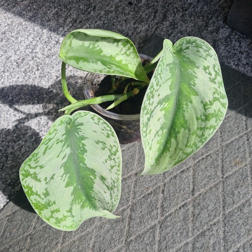 Scindapsus pictus exotica - pictus,
