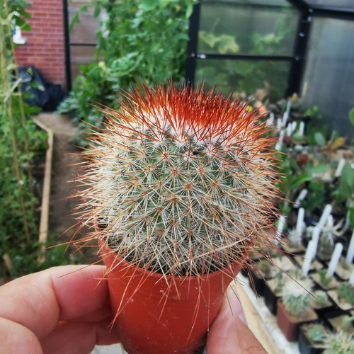 Mammillaria spinosissima - , v