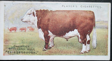HEREFORD CATTLE   Champion