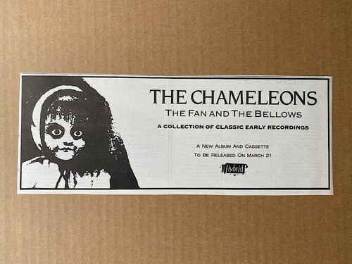 Chameleons the fan - chameleons, and