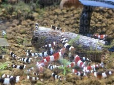 10g bag of Fruitful Shrimp Food Crystal Red Cherry baby Blue Bolt Bee Shrimp