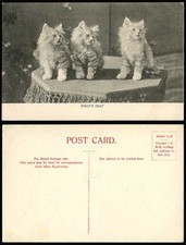 3 Cats Little Kittens - What's That? Cat Kitten Pets Pet Animals Old Postcard