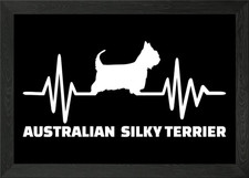 Australian Silky Terrier