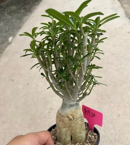 Adenium obesum