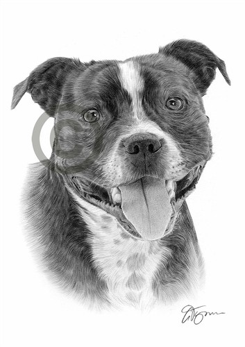 Staffy staffordshire bull - staffy,