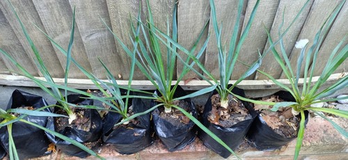 Yucca rostrata evergreen - rostrata, £3