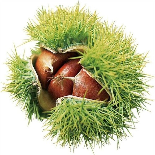 Sweet chestnut fruit - 1,