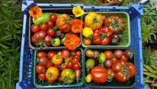 FOUR packs of tomato seeds, 20