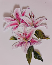 TATTERED LACE LOVELY PINK LILY