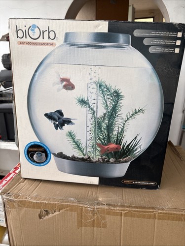 Biorb fish tank - fish, with