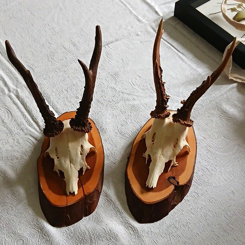 Pair deer skull - pair, of