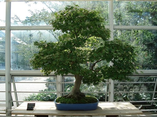 Bonsai acer palmatum 10 - bonsai,