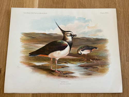 1900 charles whymper coloured