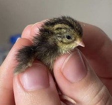 (Preorder) Chinese Painted