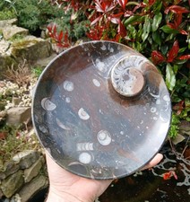 Polished Marble Goniatite