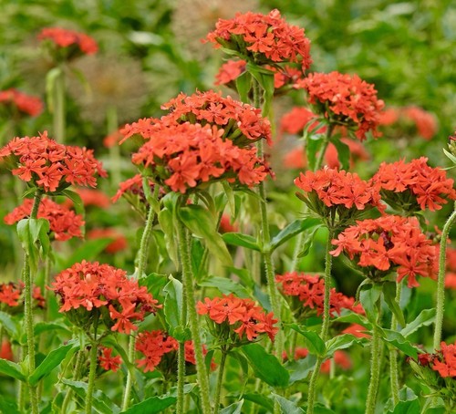 1200x red maltese - 1200x, cross