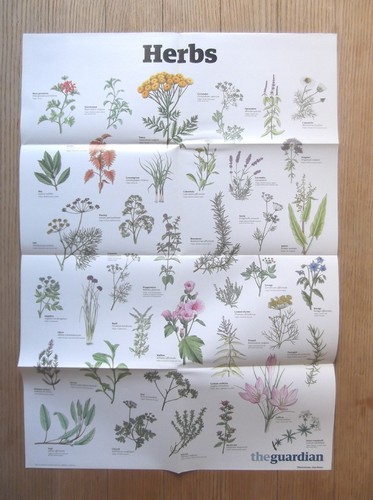 The guardian wallchart wall - guardian,