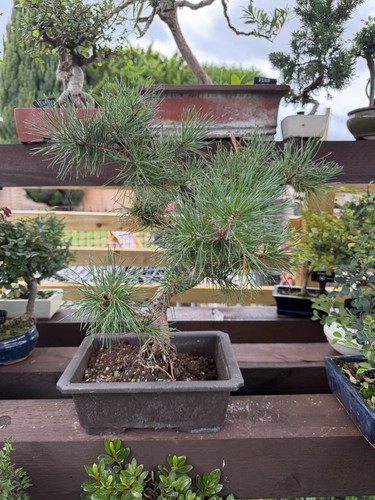 Monterey pine - monterey,