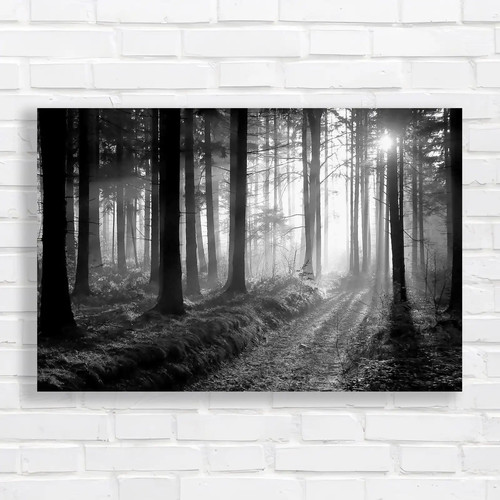 Misty dusk forest - misty,